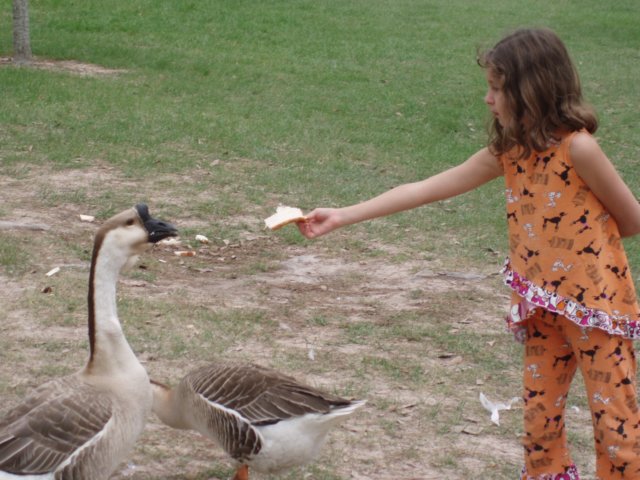 feedingthegeese.jpg