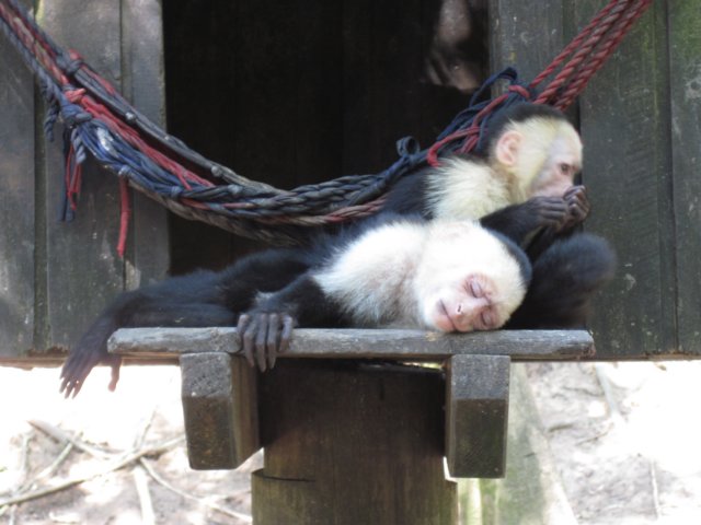 sleepingmonkey.jpg