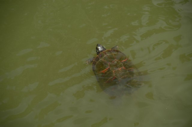 turtle.jpg