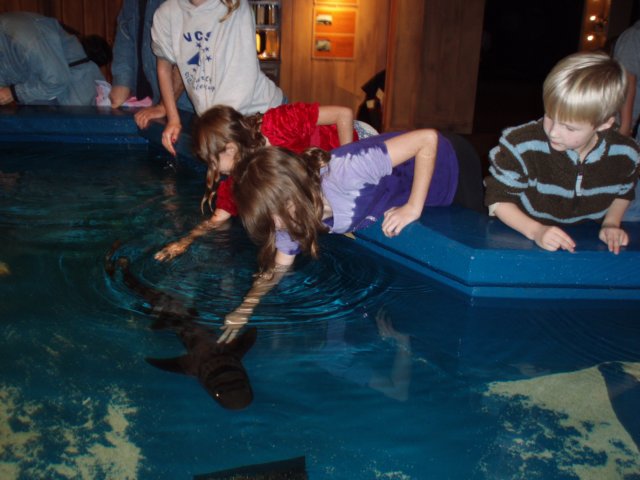 pettingthesharks.jpg